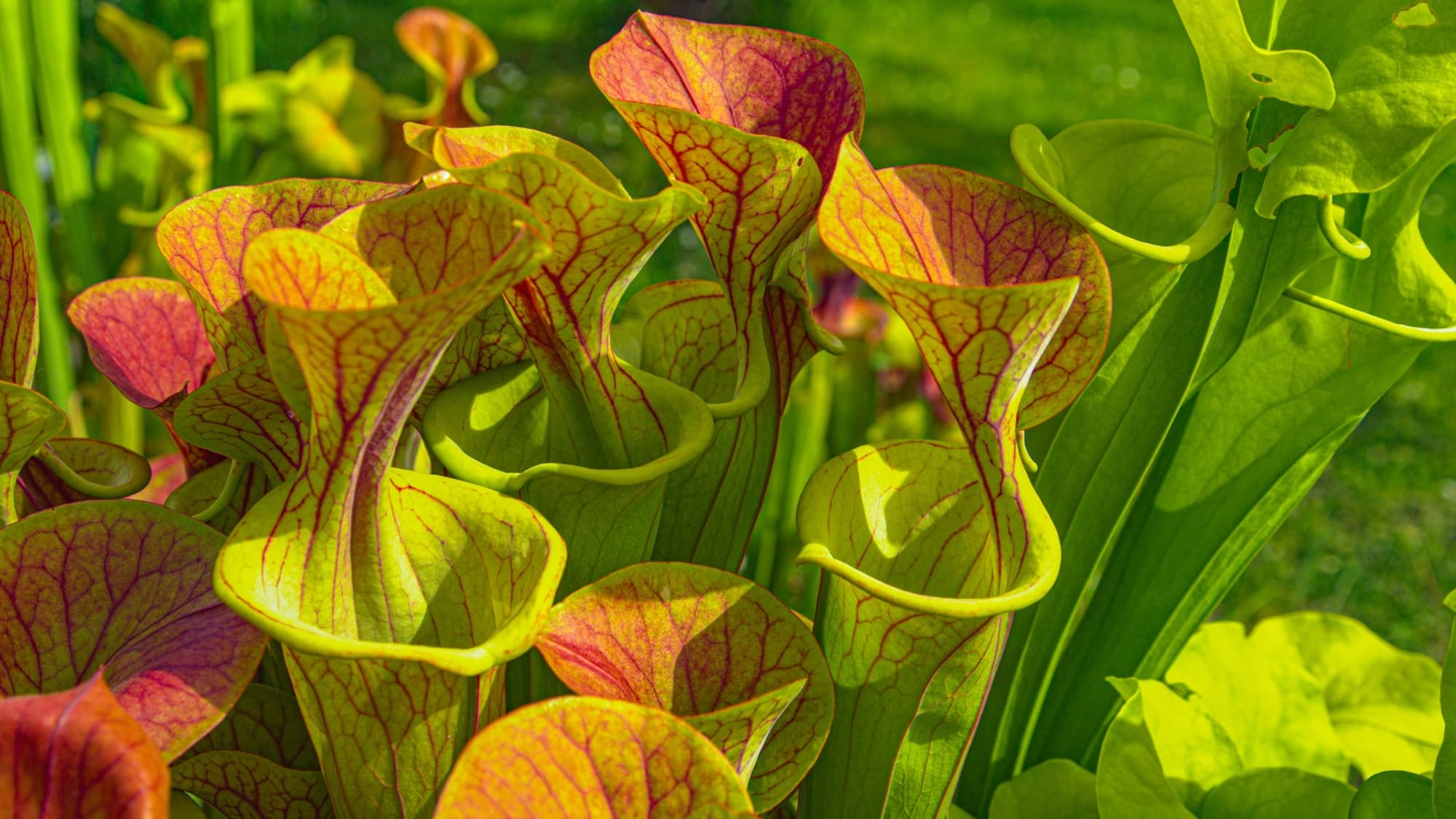 1. Sarracenia flava with orange and green tubers