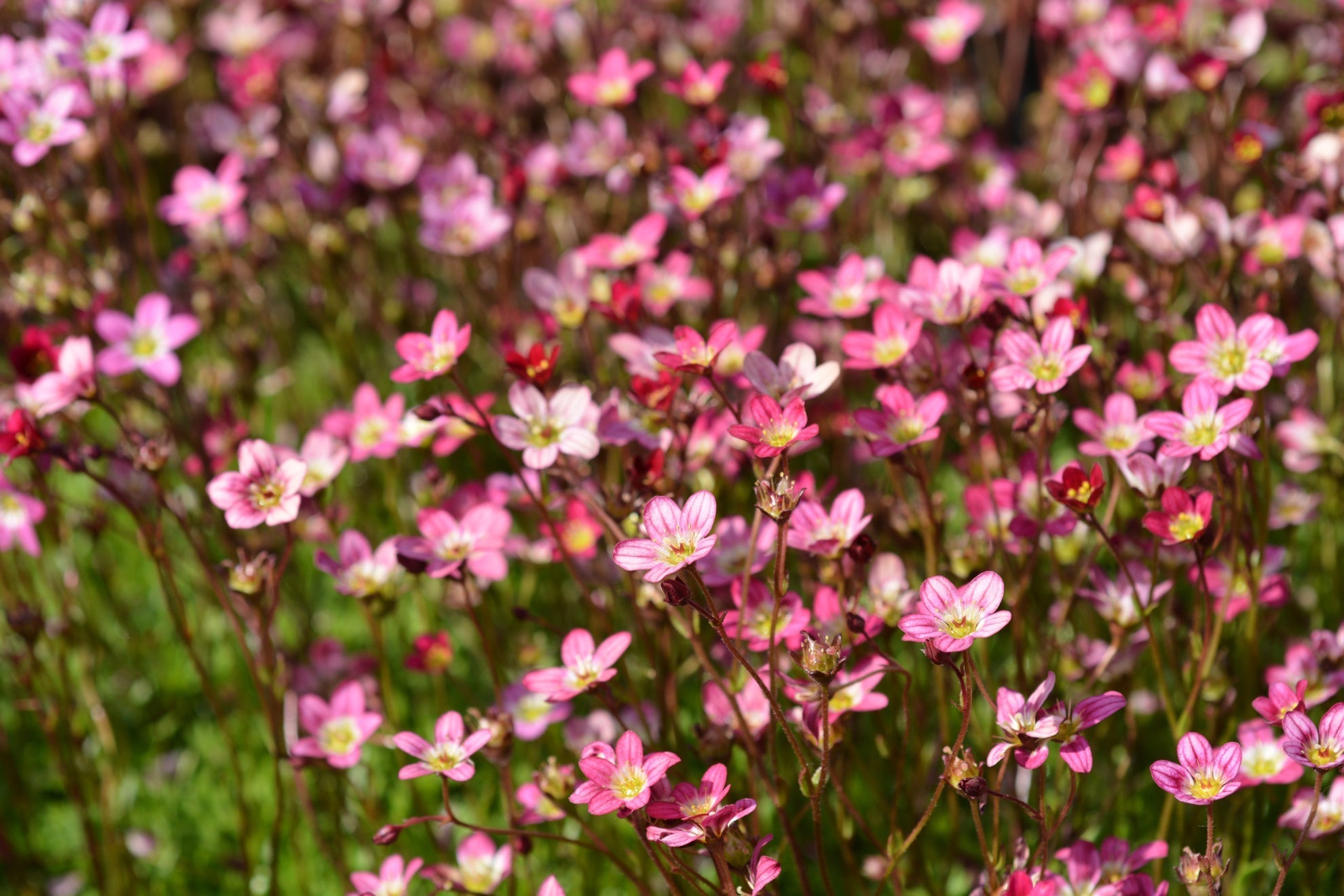 pink flowering saxifraga plants growing in a field outside