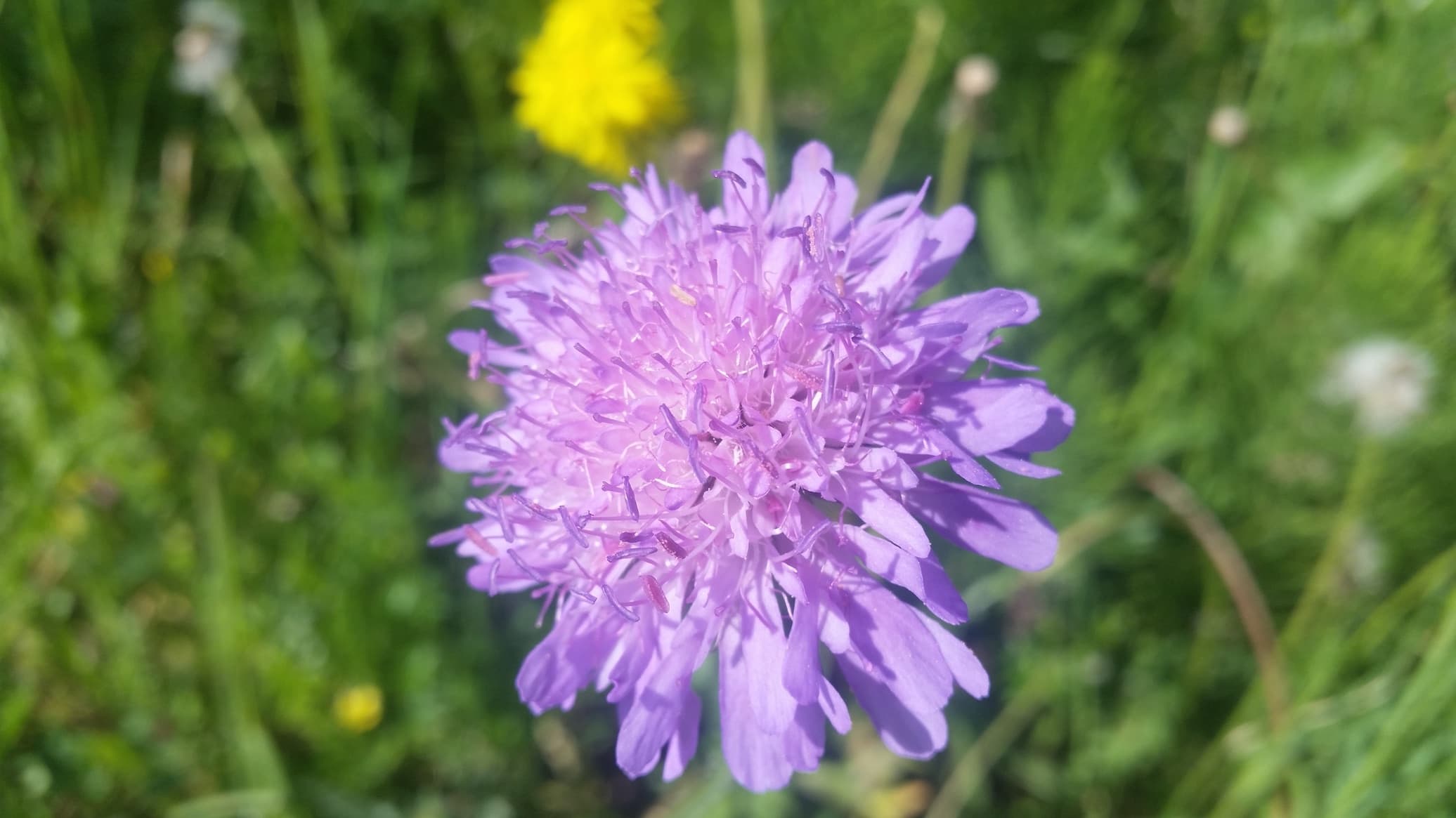 purple scabiosa pincushion flower