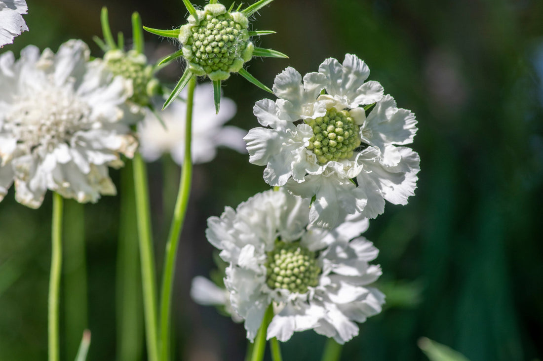 white flowering scabiosa plants growing outside