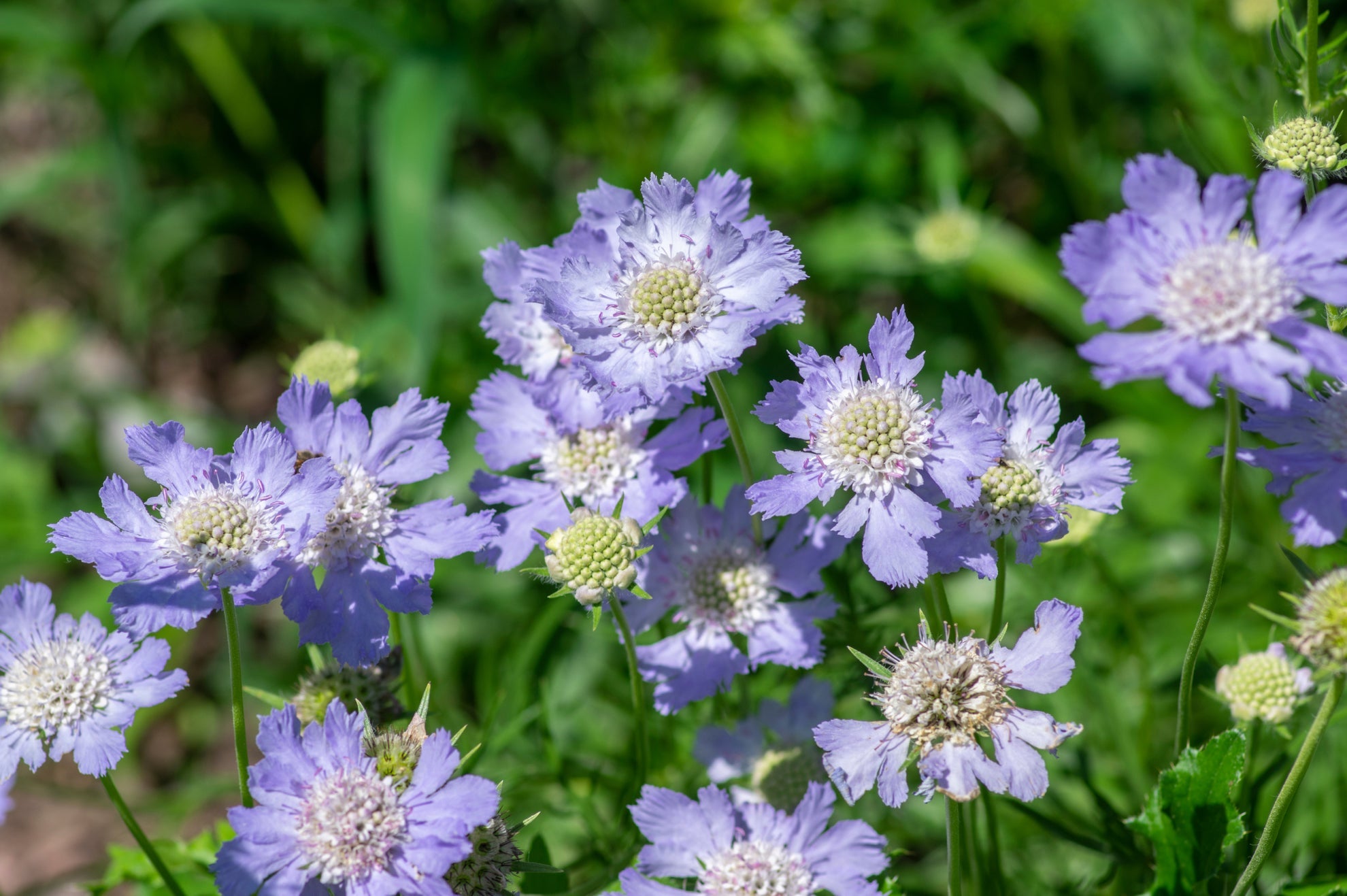 purple and white flowers from a scabiosa shrub growing outside with a green leafy background