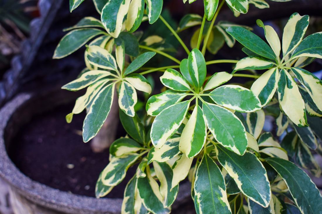 green and yellow variegated leaves of a Schefflera arboricola growing in a container outside