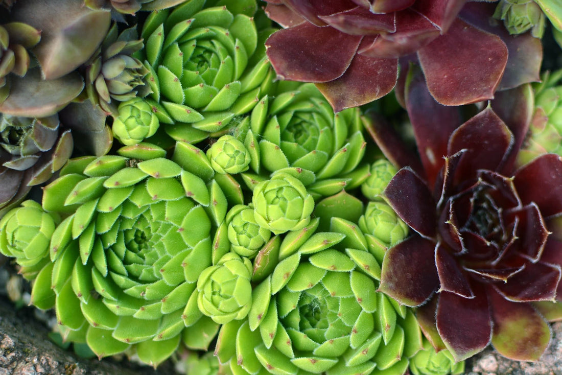 green and red sempervivum in focus