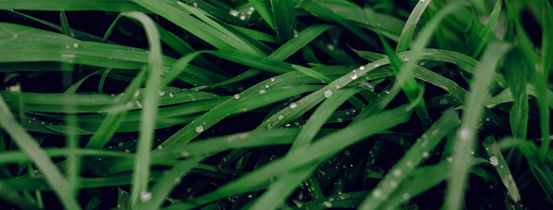lush green grass with water droplets