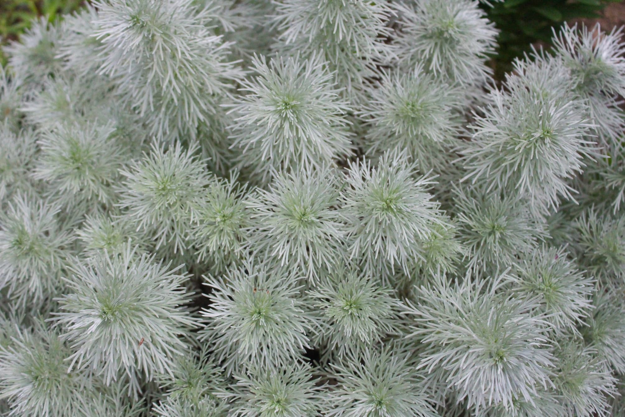 magnified view of Silver Artemisia Schmitiana Provermound