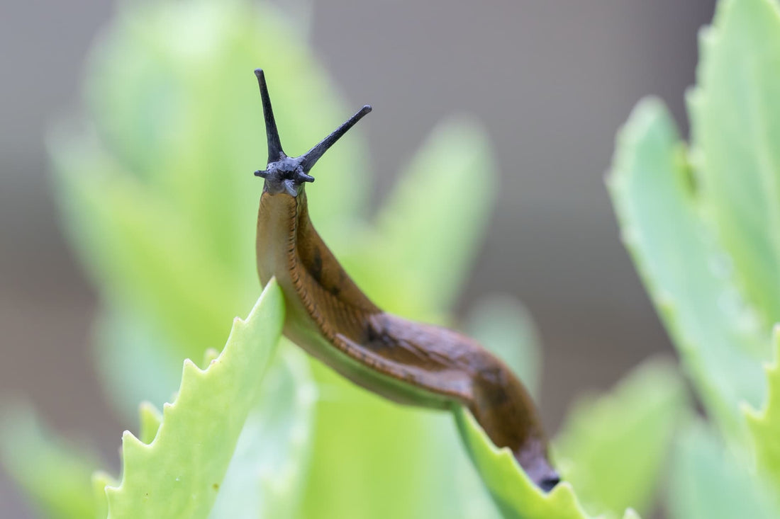 Close up of a Portuguese slug on a green plant