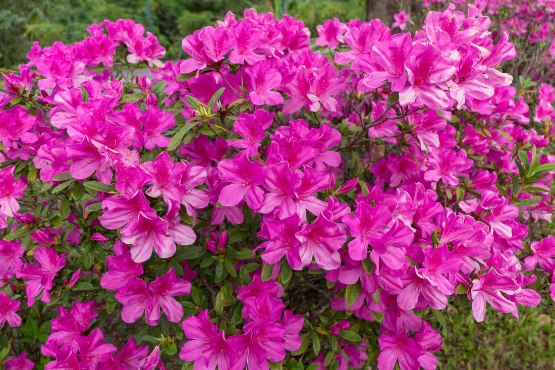 Rhododendron pink flowers
