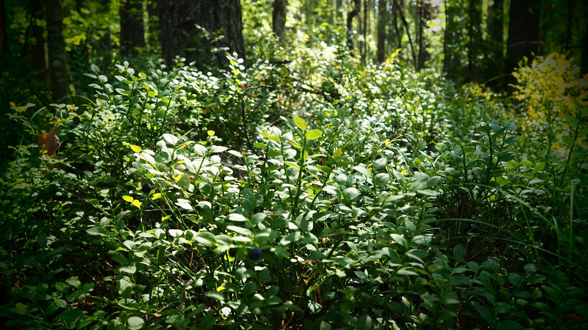 small low-growing shrub in a woodland area in the sunlight