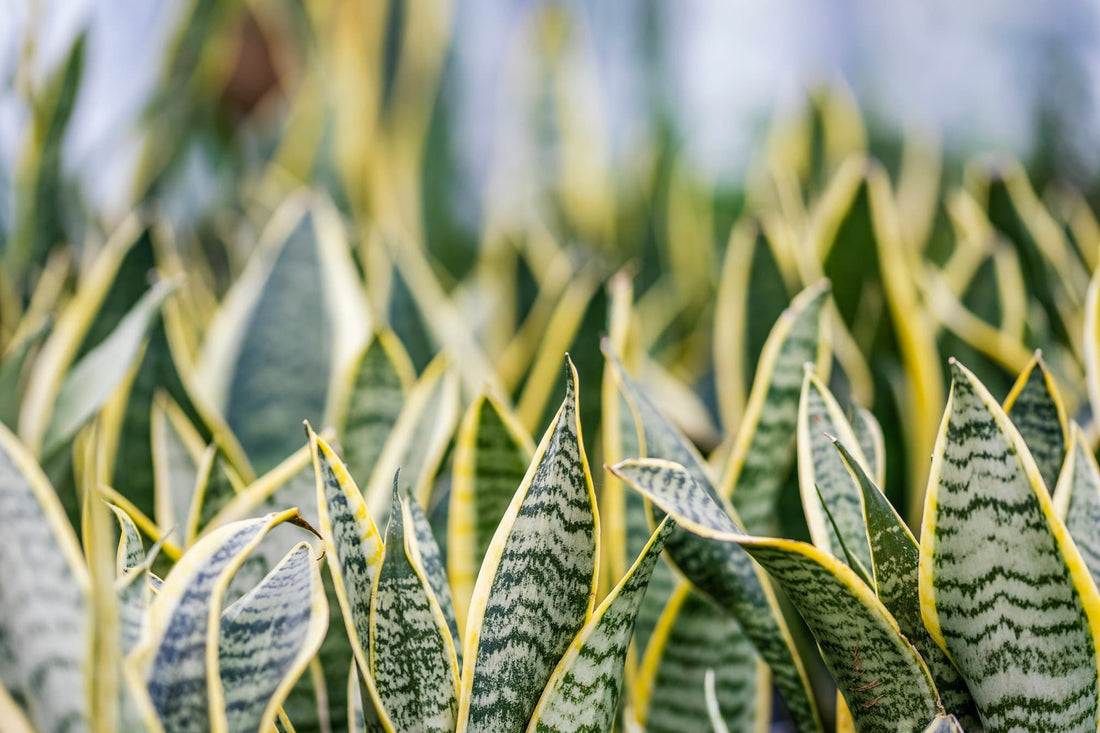 Dracaena trifasciata plants