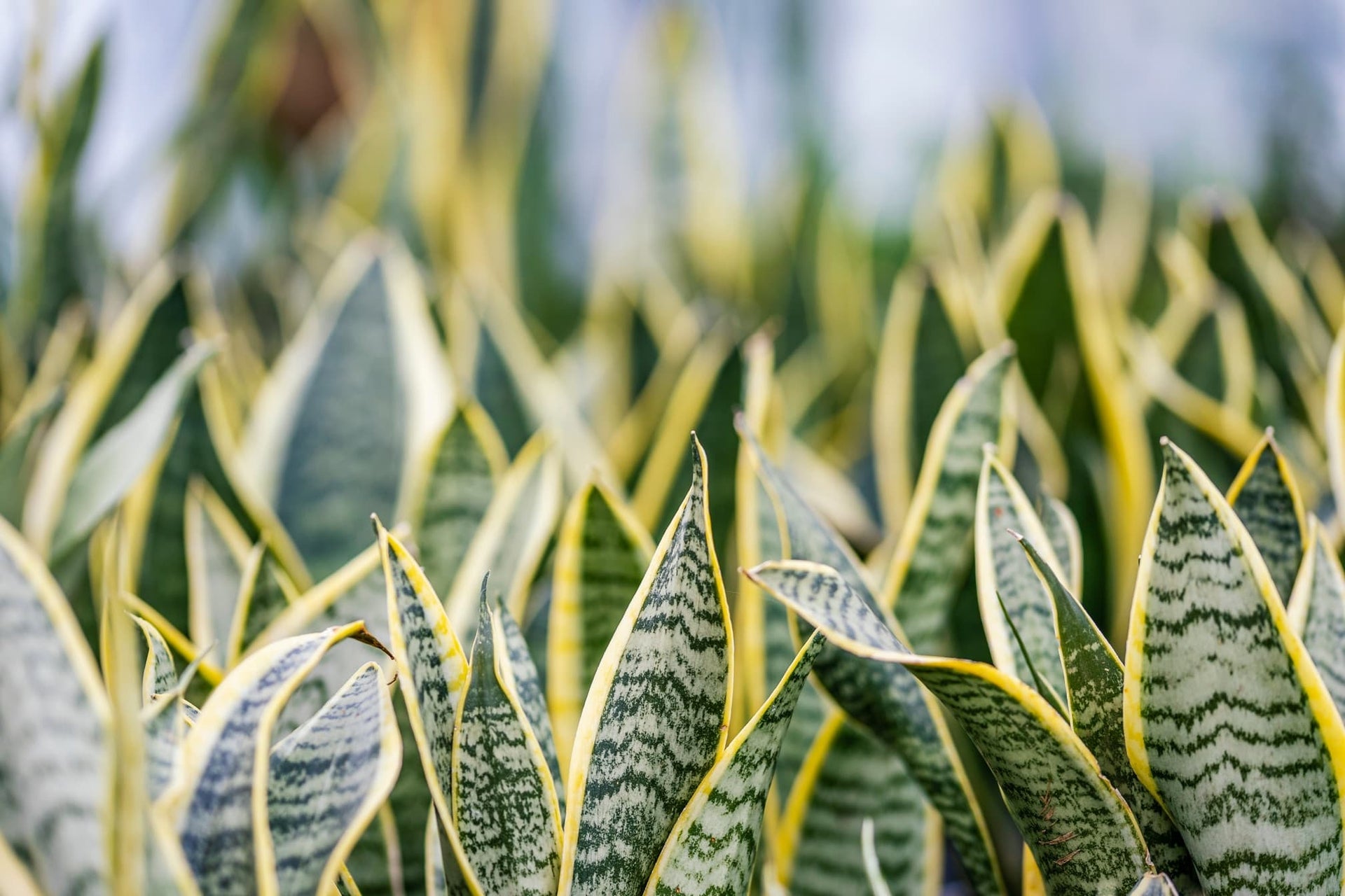 Growing Snake Plants - Simple Instructions For This 'Hard-To-Kill'  Houseplant | Horticulture.co.uk