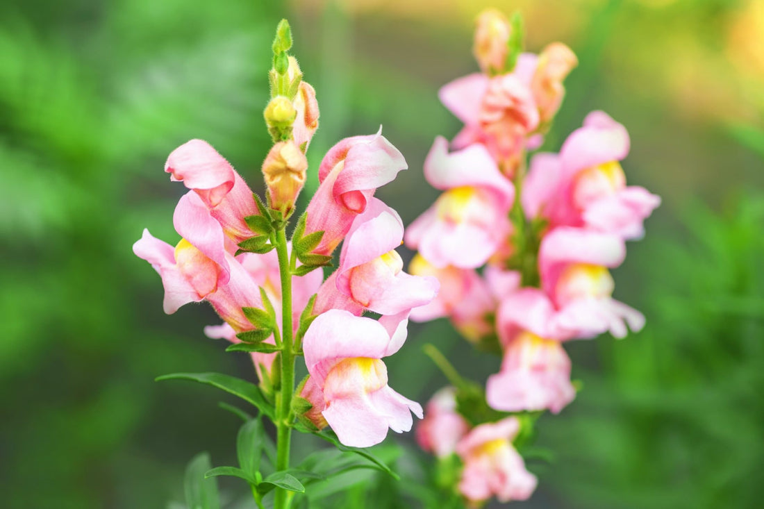 Snapdragon pink flowers with green foliage