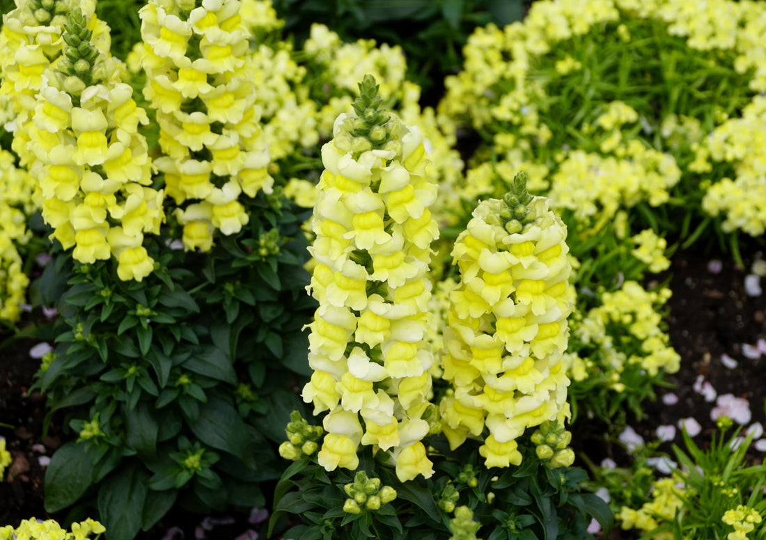 Antirrhinum plant with yellow bell-shaped flowers covering the upright stems