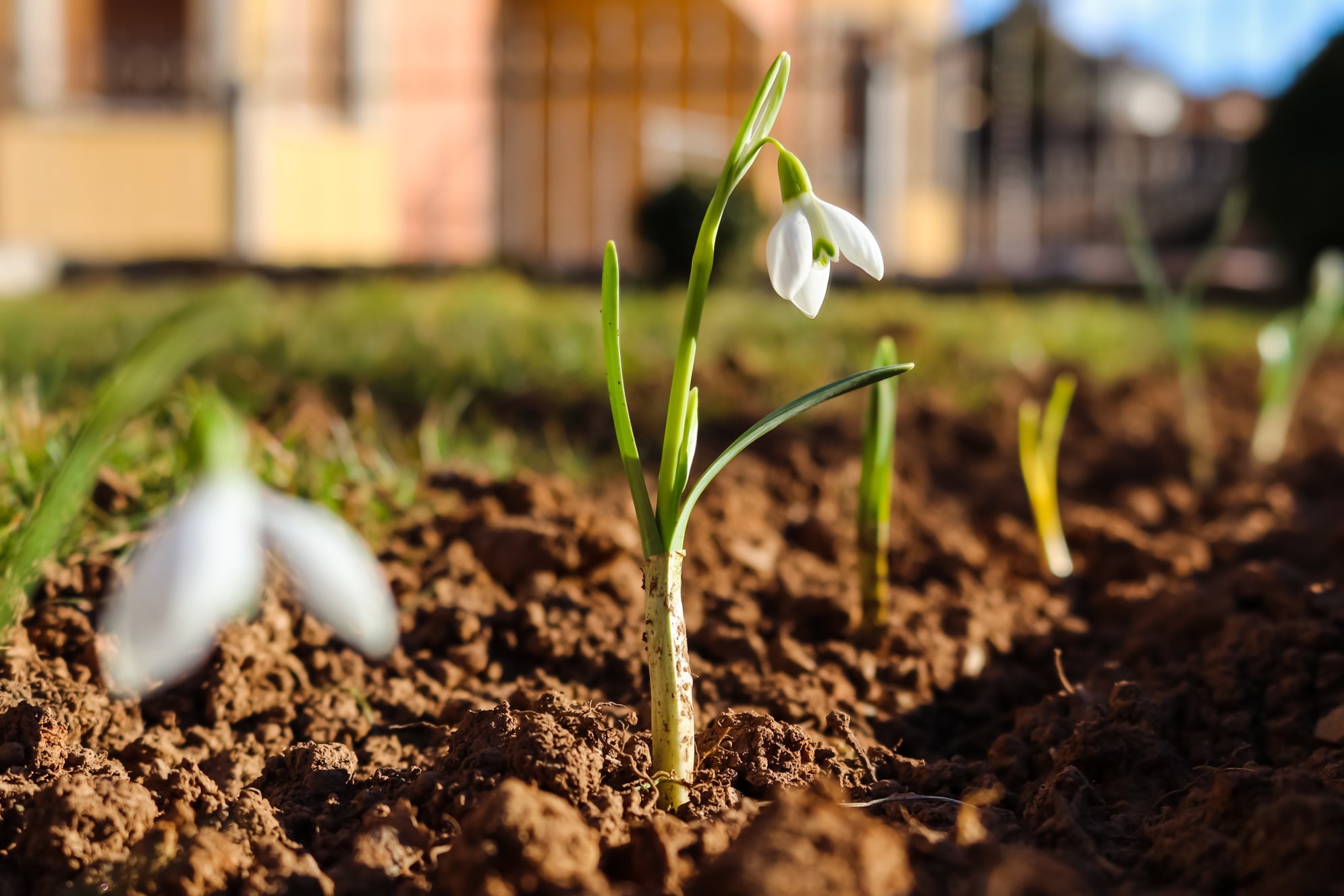 snowdrops with arching green stems bearing single white flowers growing in a row outside