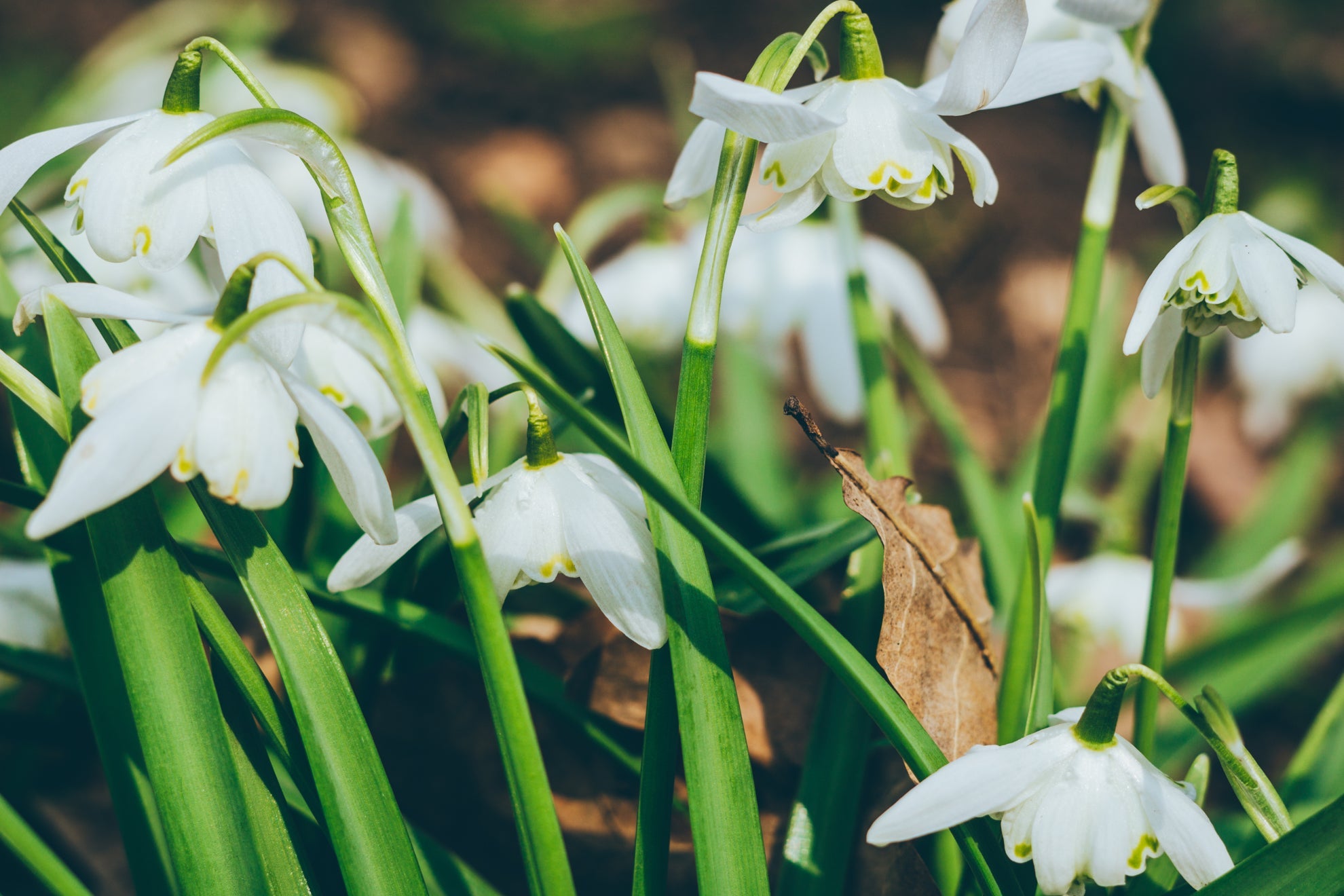 white flowering snowdrop plants growing from arching stems with grass-like foliage