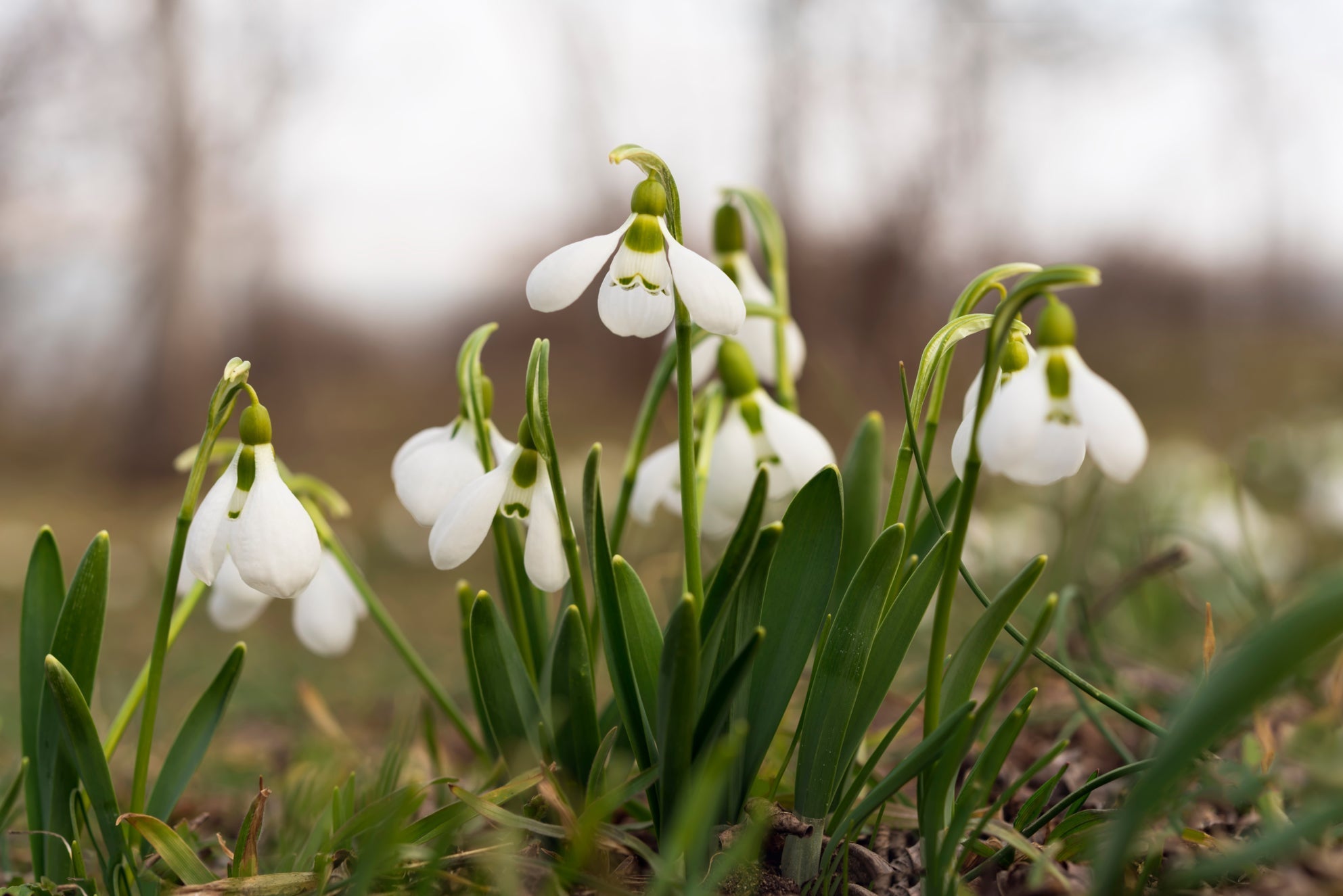 white flowering snowdrops with arching stems and thin green leaves growing from a grassy ground outside