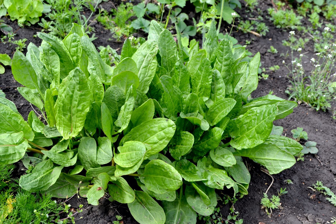 sorrel growing in a vegetable patch