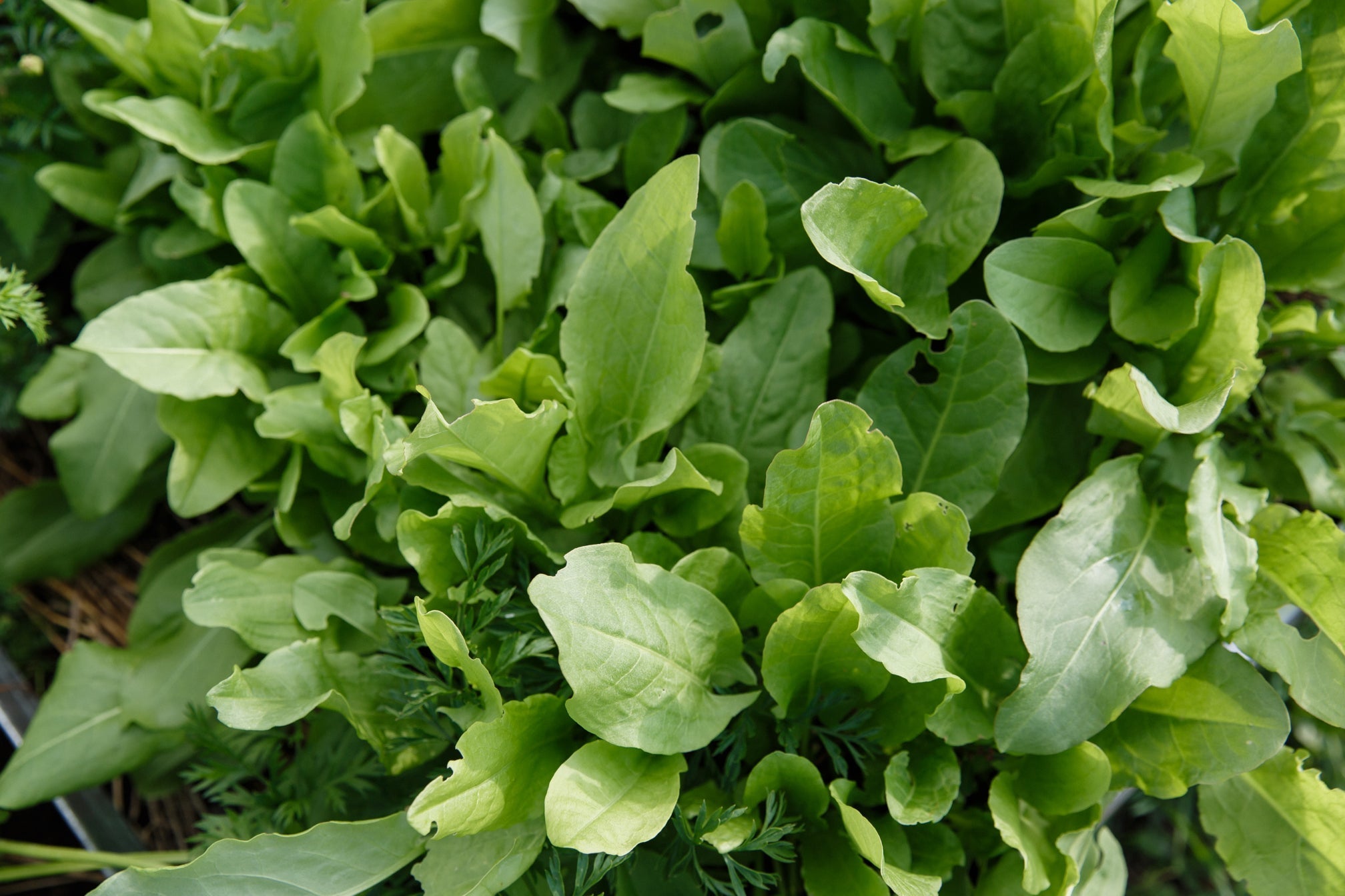 sorrel plant with green leaves growing outside