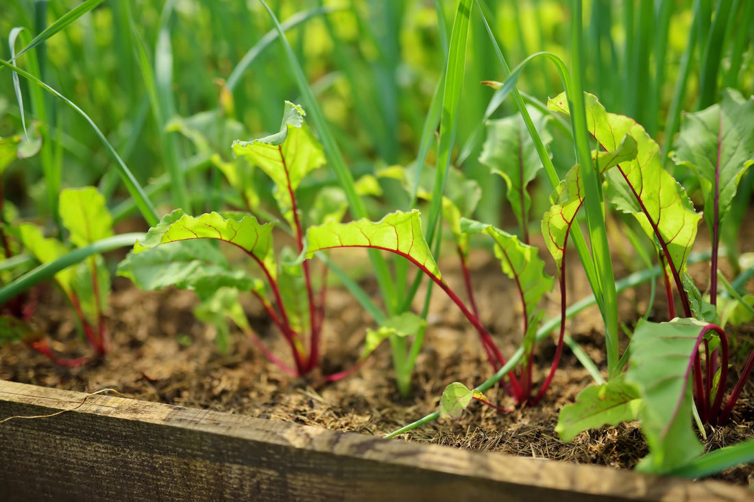 beetroot seedlings growing in raised beds