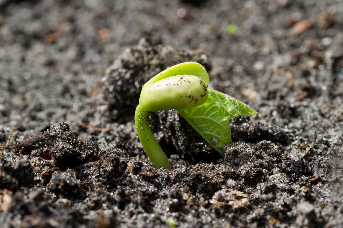 germinating French Bean seed in soil