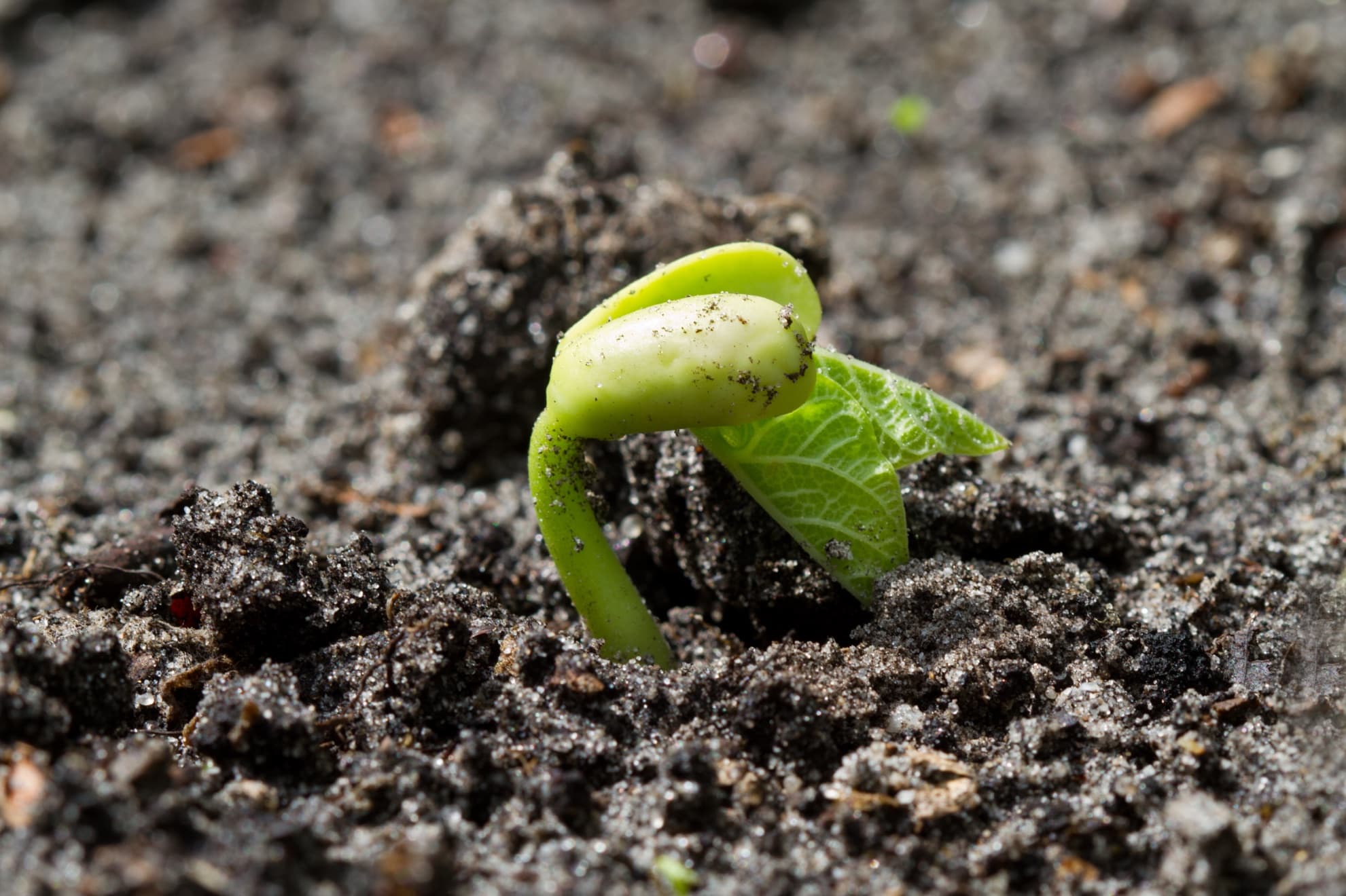 germinating French Bean seed in soil