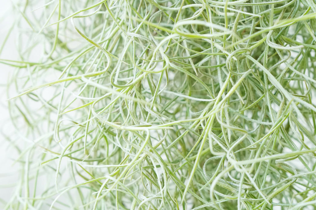 spanish moss