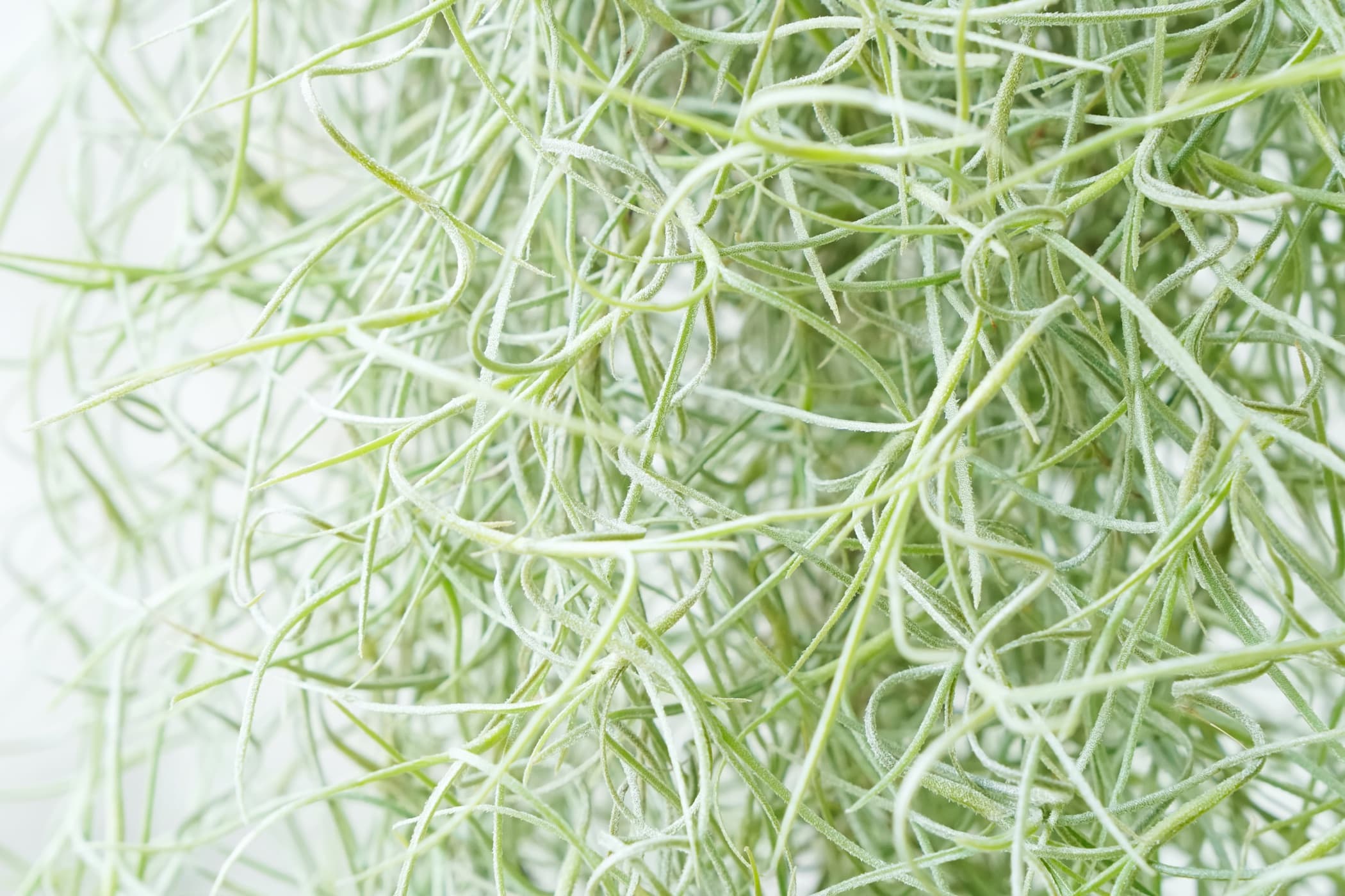 spanish moss