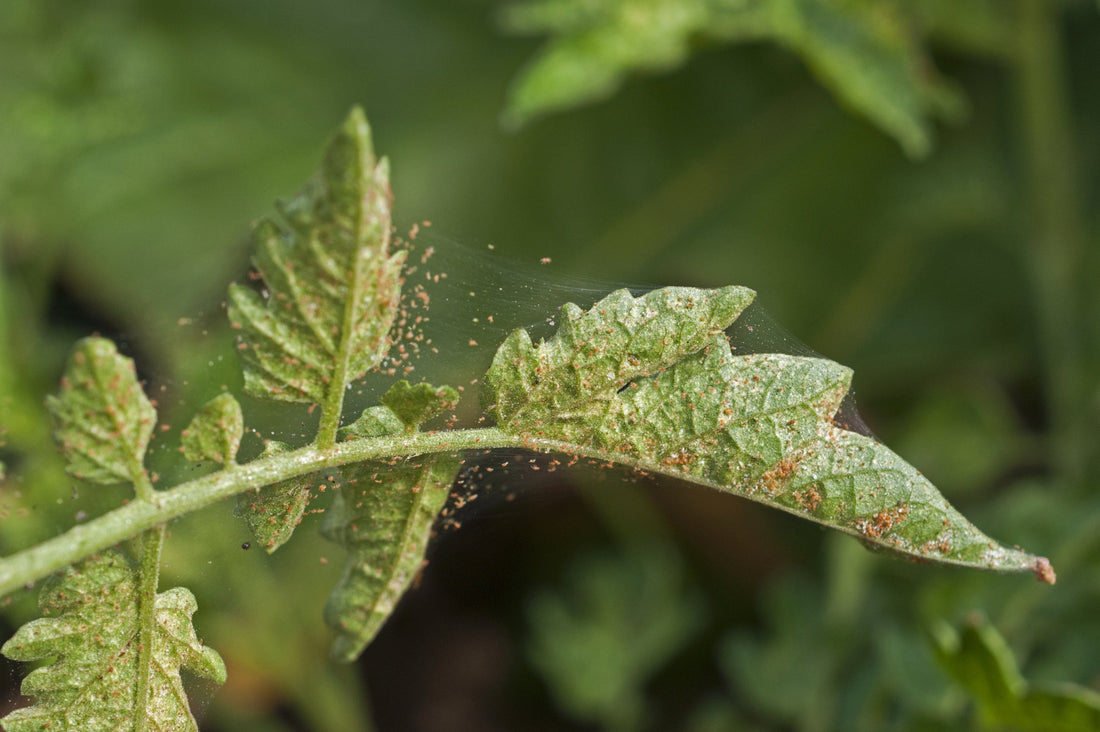 red spider mites and their webs on the leaves of a plant