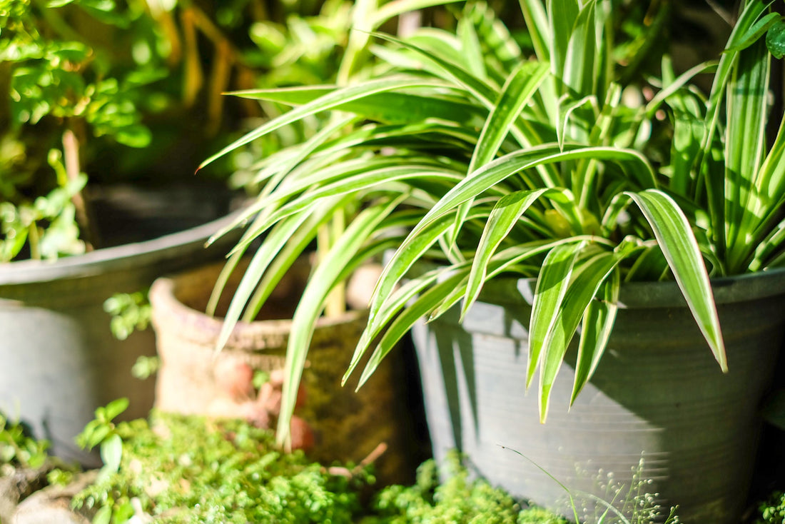 potted spider plant growing inside in front of other green potted plants