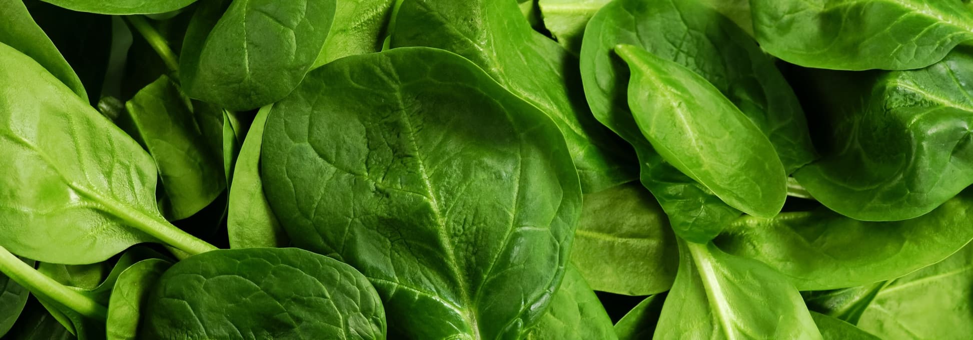 green spinach leaves