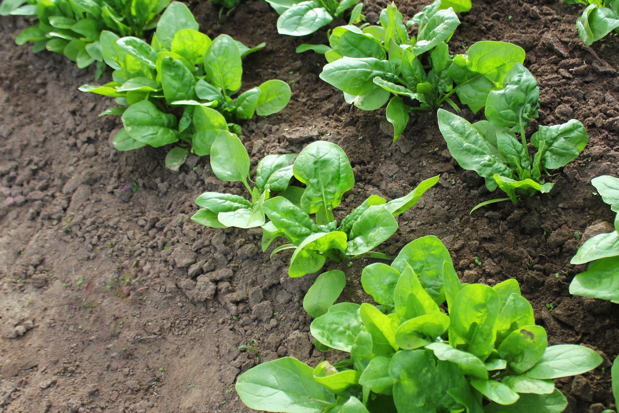 spinach plants growing in rows outside in the gorund
