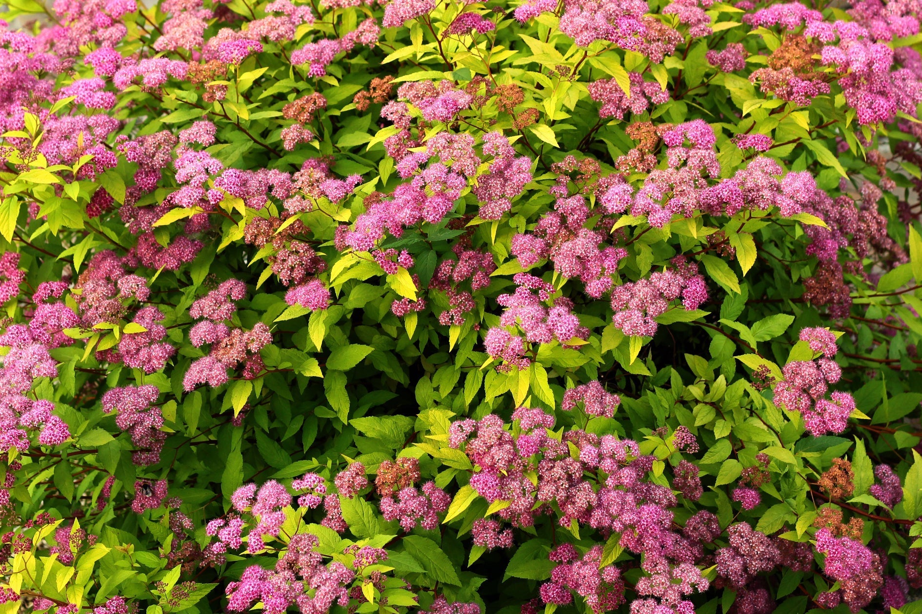 pink flowering spirea japonica shrub growing outside