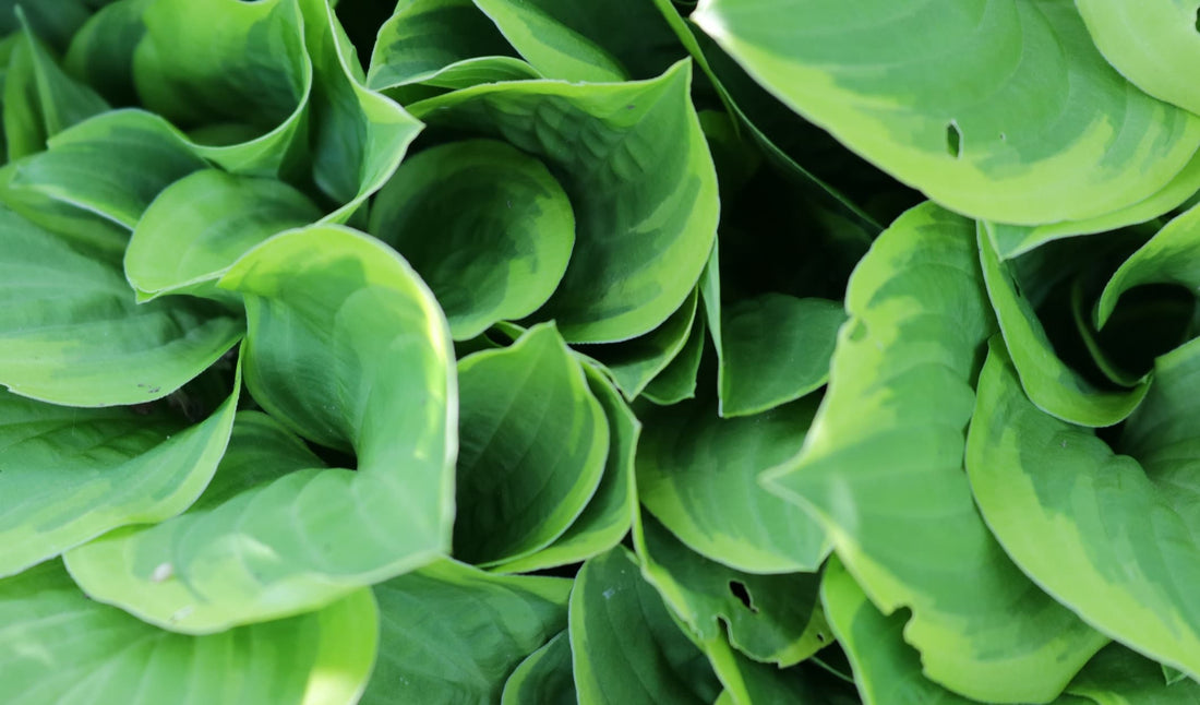 close up of hosta leaves