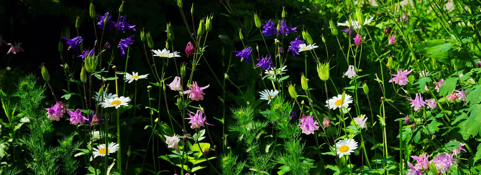 aquilegia and other wildflowers in a garden meadow