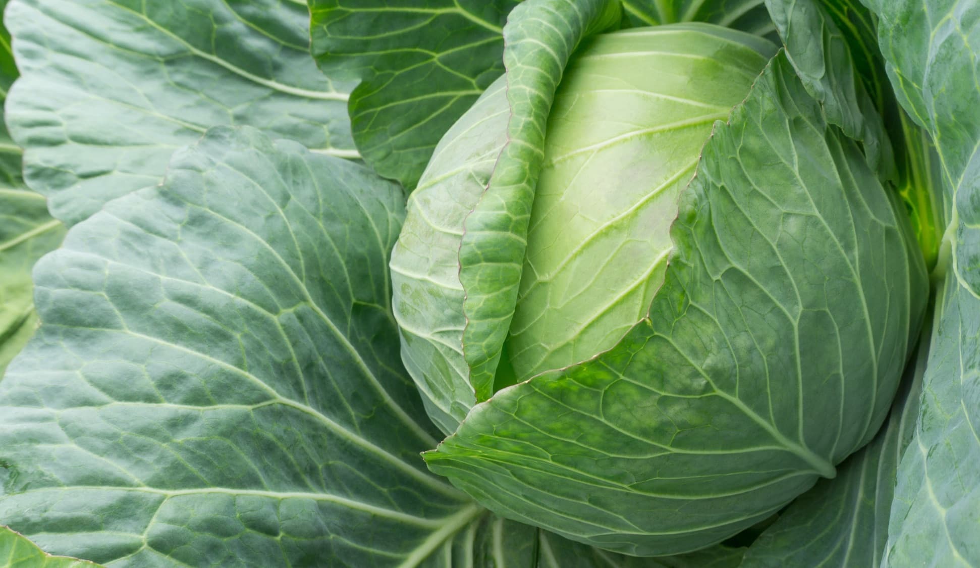 close up of a green cabbage