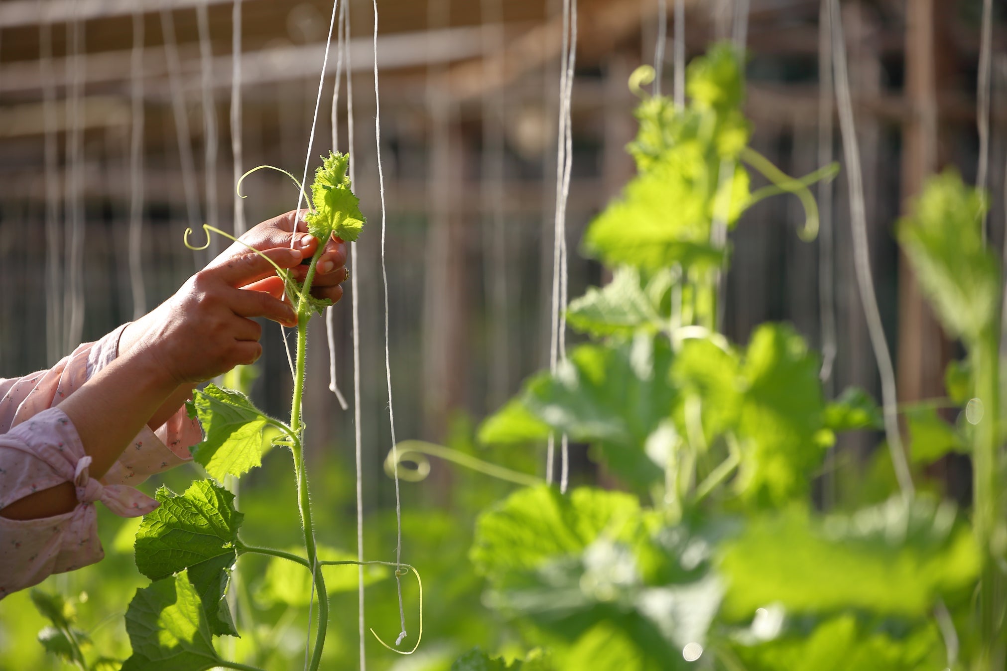someone helping a squash plant to wrap its vines around the string support in a garden