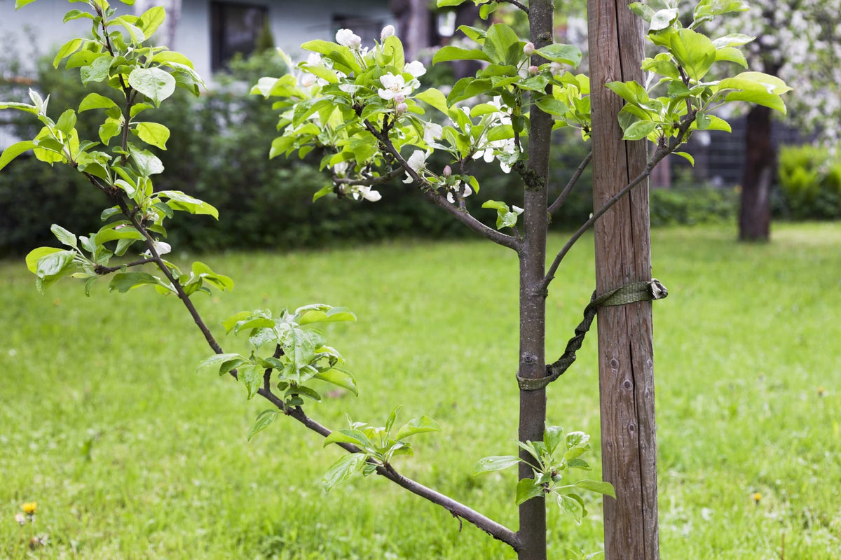 How To Stake A Leaning Or Newly-Planted Tree With Tips From Peter ...