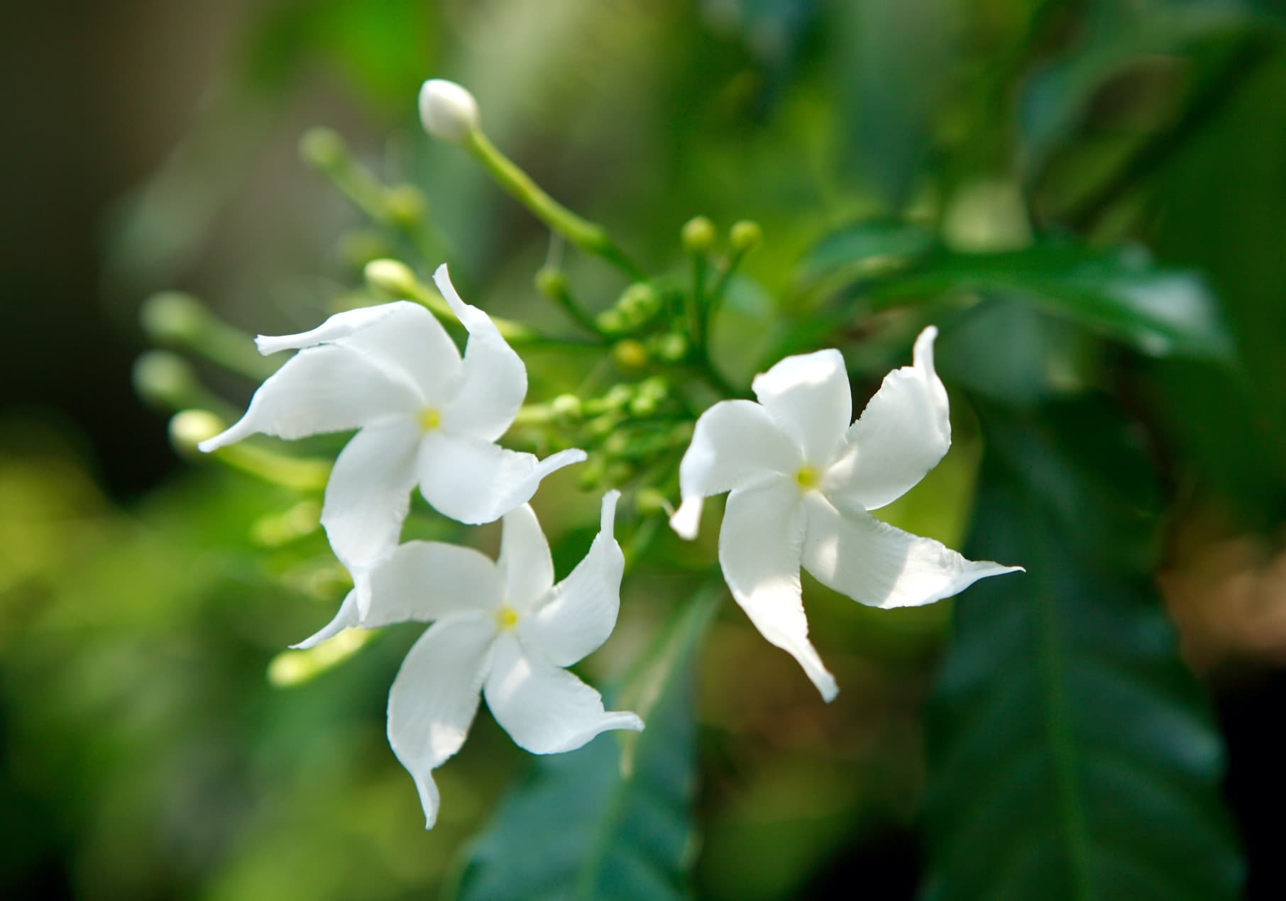 White flowers of confederate jasmine