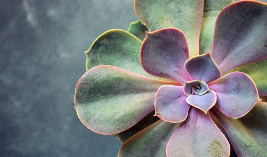 Succulent Echeveria Perle von Nürnberg