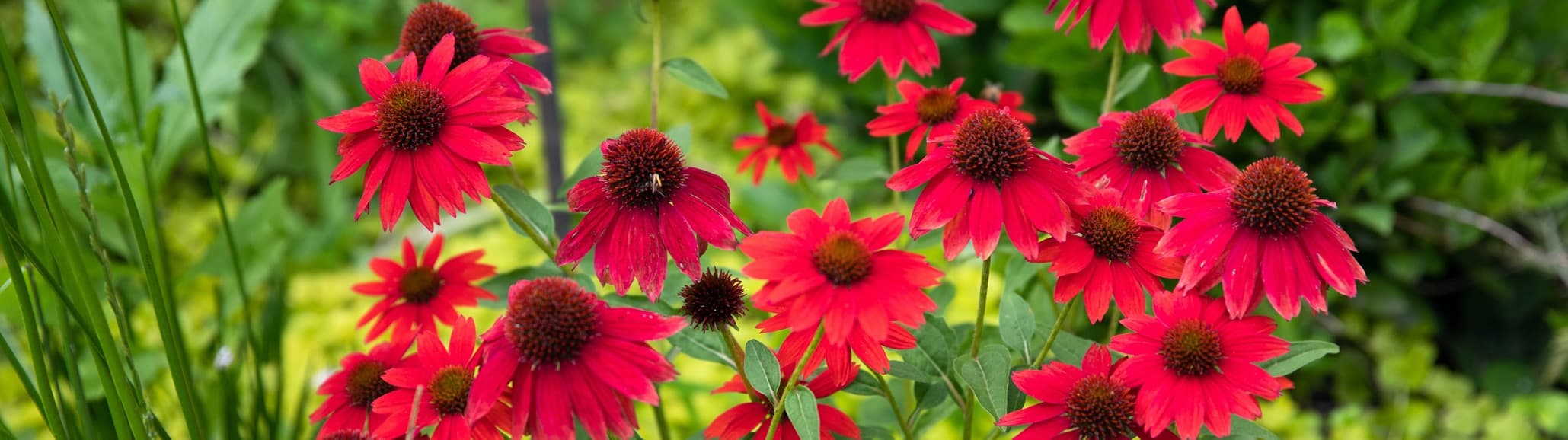 red coneflowers in a garden