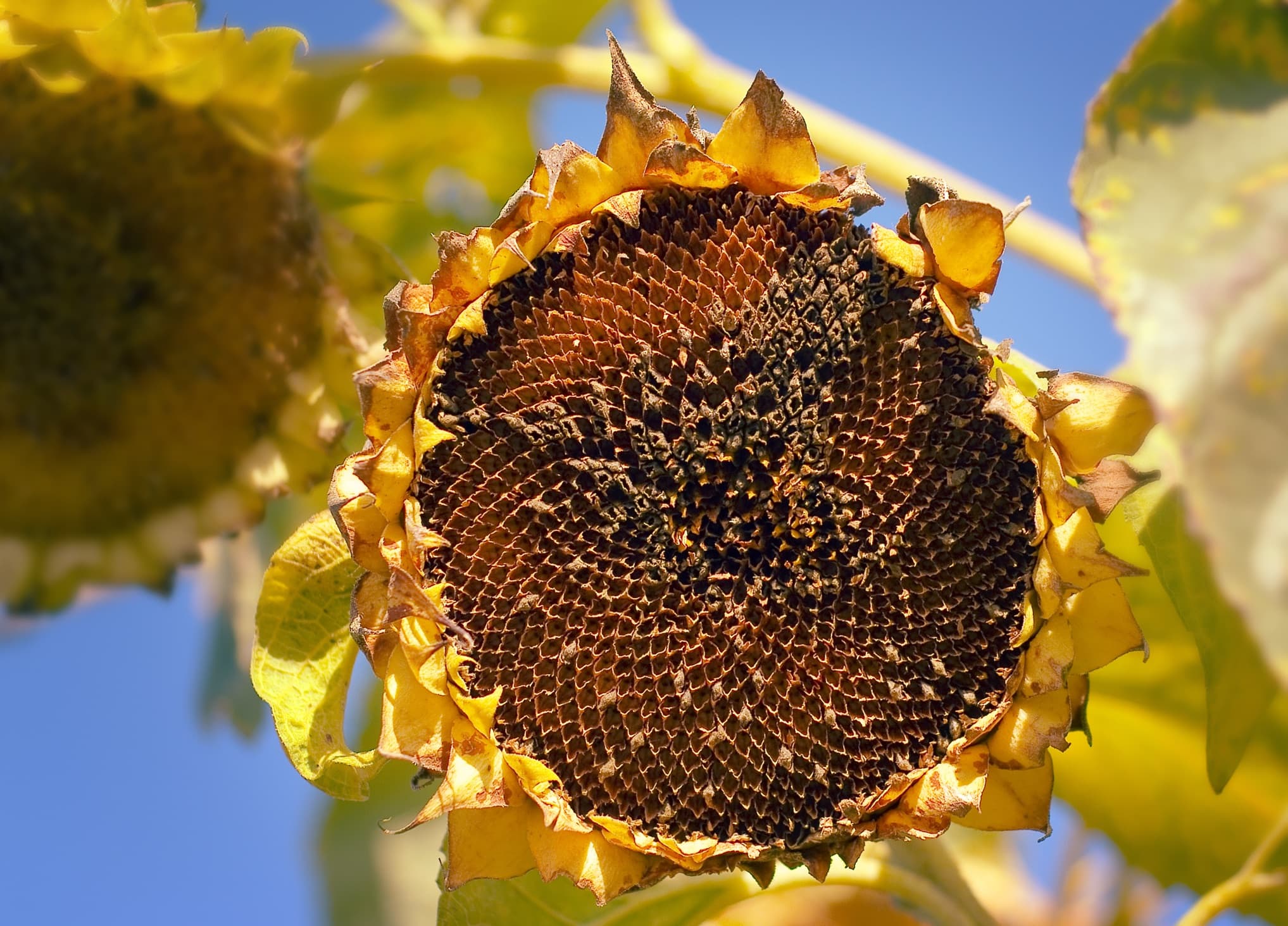 withered sunflower head in the autumn sun