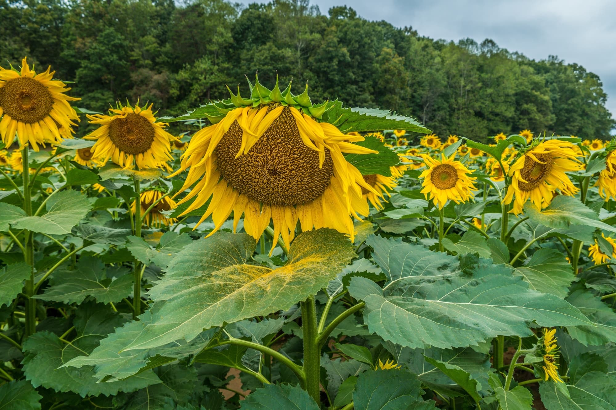 yellow and brown Helianthus annuus flowers growing atop tall stems that are drooping in a field