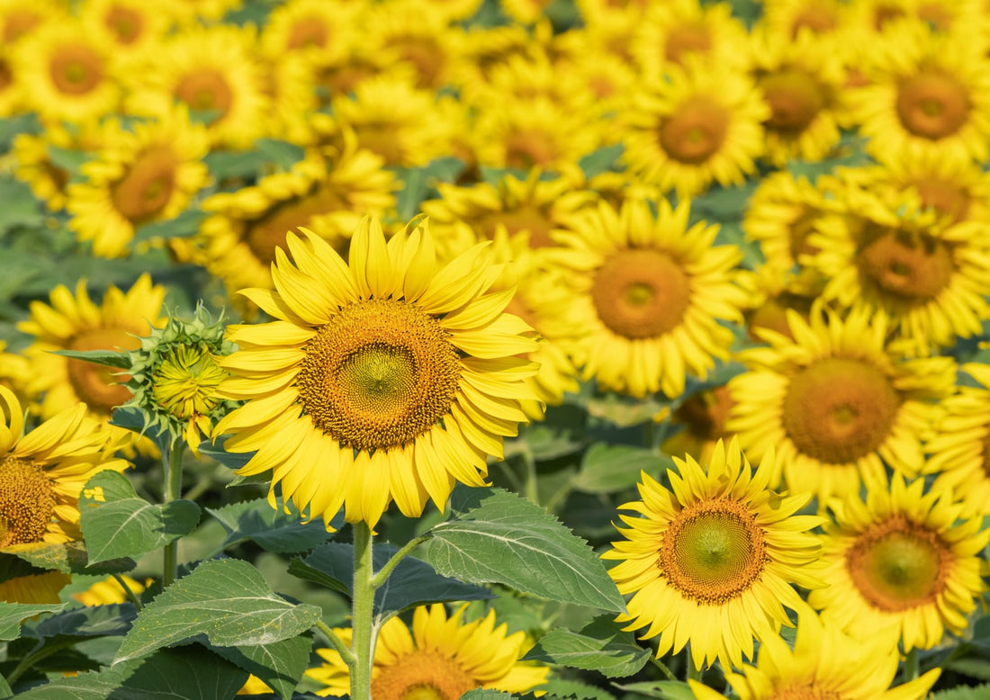 bright yellow sunflowers with frilly petals growing in a large field in a drift