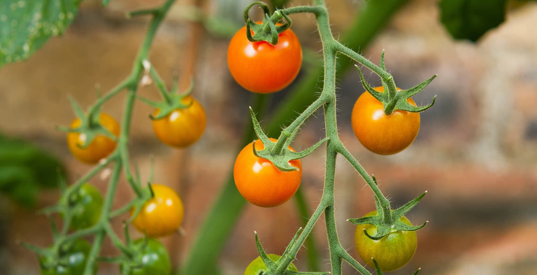 sungold cherry tomatoes in a glasshouse