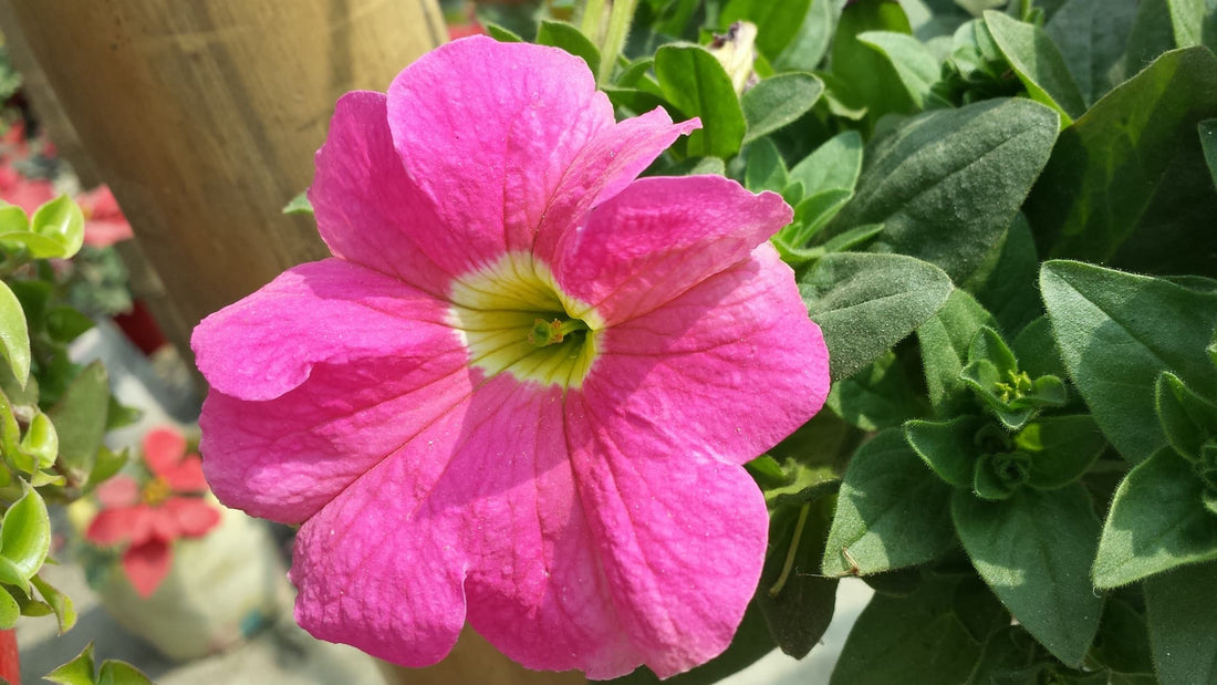 large hot pink surfinia flower