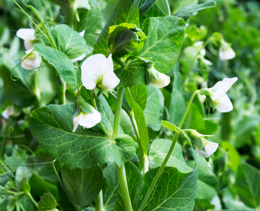 white flowering sweet pea plant growing outside