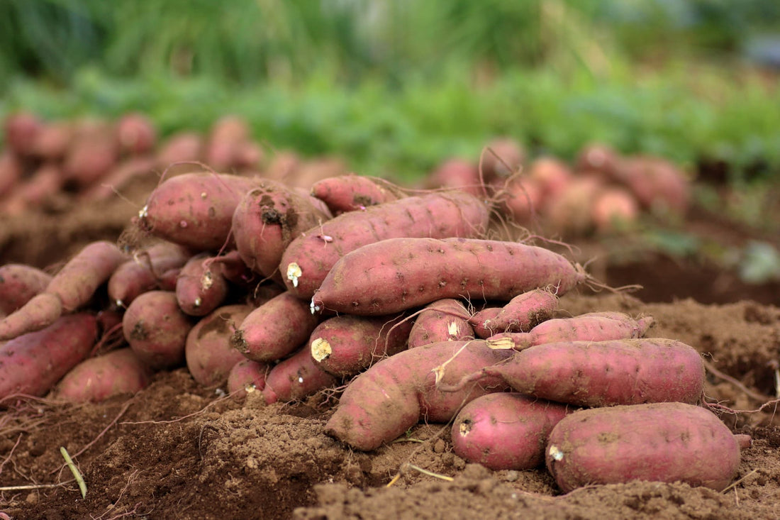 harvested red sweet potatoes lying on the surface of the soil that they have just been harvested from