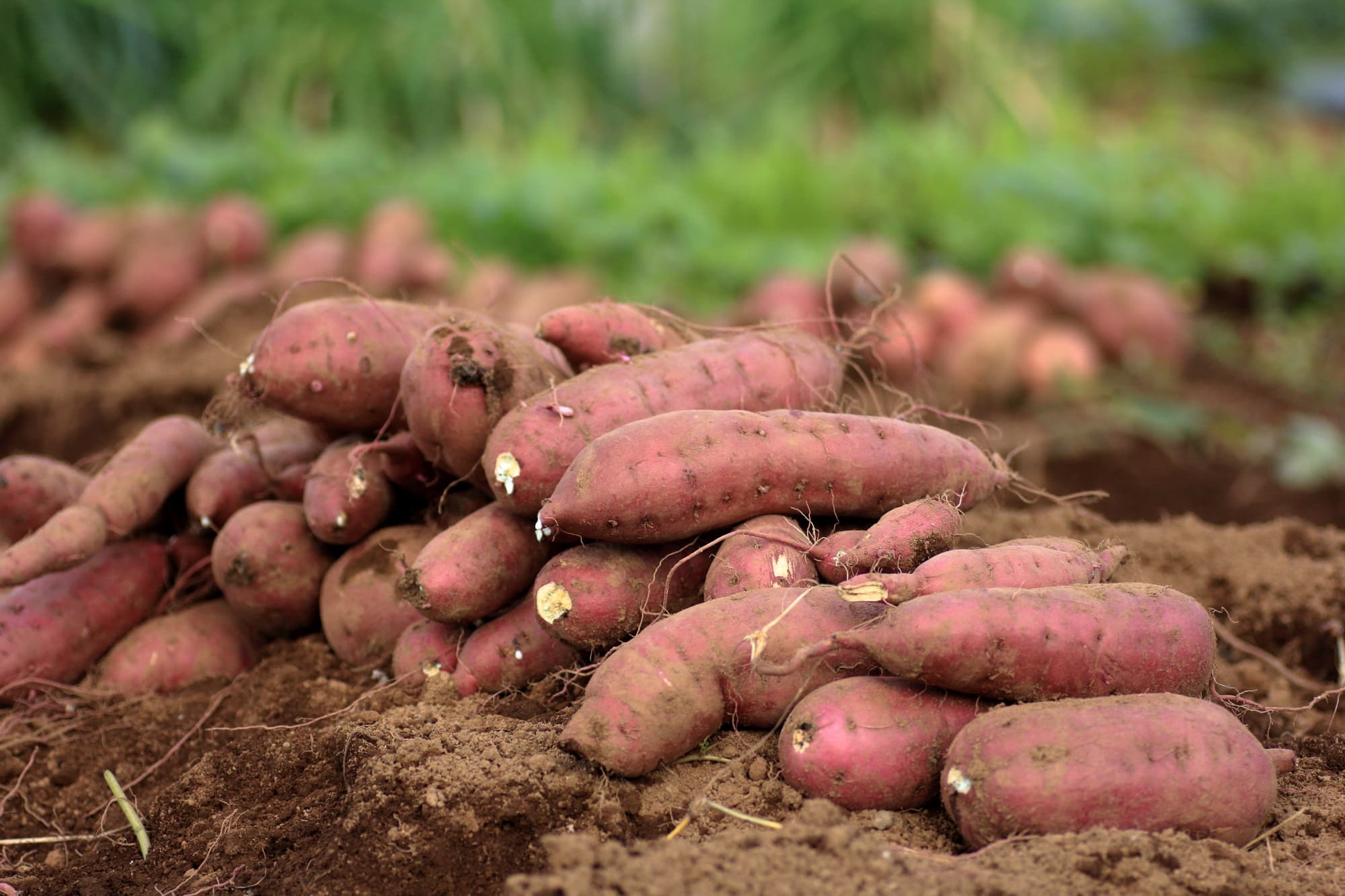 harvested red sweet potatoes lying on the surface of the soil that they have just been harvested from
