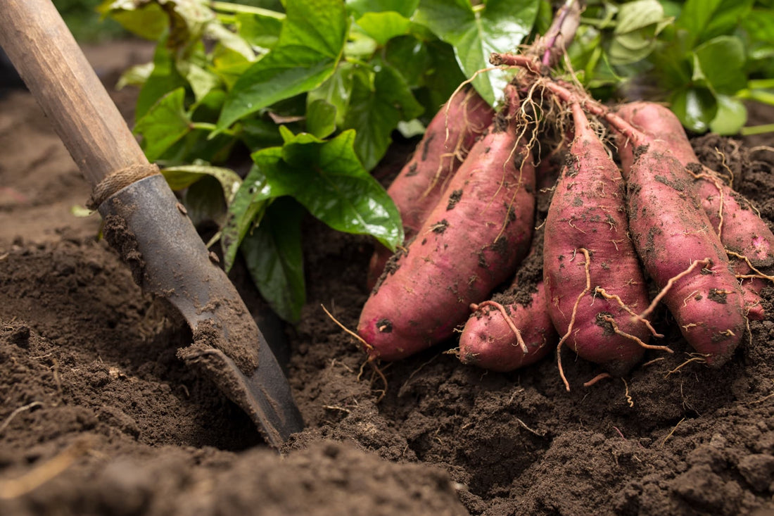 harvested sweet potatoes with leafy green foliage next to a large garden shovel