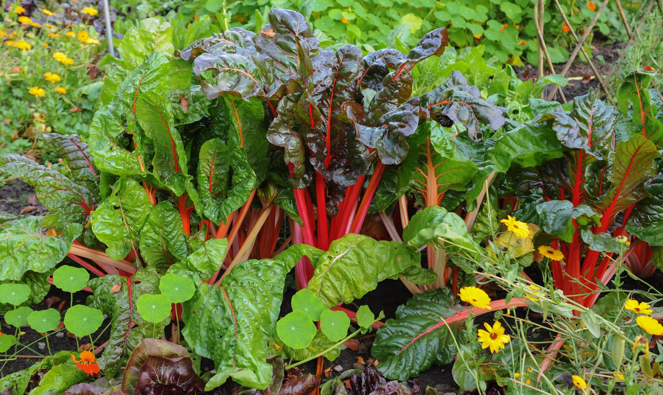 red chard growing in a vegetable garden with nasturtium companion plants