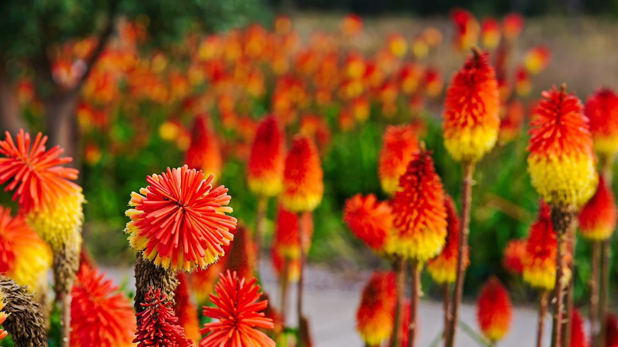 bright red and yellow torch lilies in an outdoor space